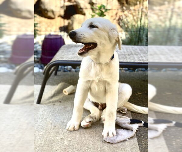 Medium Photo #6 Great Pyrenees Puppy For Sale in Spring, TX, USA