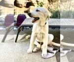 Small #5 Great Pyrenees