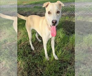 Labrador Retriever-Unknown Mix Dogs for adoption in Conroe, TX, USA
