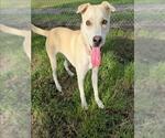 Small Labrador Retriever Mix