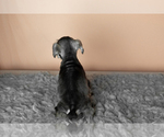 Small Photo #29 Schnauzer (Miniature) Puppy For Sale in MILLERSBURG, IN, USA