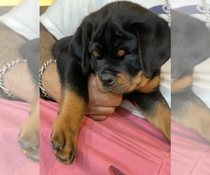 Rottweiler Puppy for sale in BRENTWOOD, CA, USA