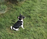 Small Photo #34 Rat Terrier Puppy For Sale in ELLENSBURG, WA, USA