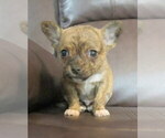 Small #4 Chihuahua