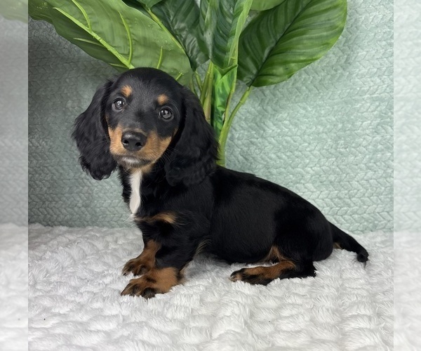 Medium Photo #8 Dachshund Puppy For Sale in FRANKLIN, IN, USA