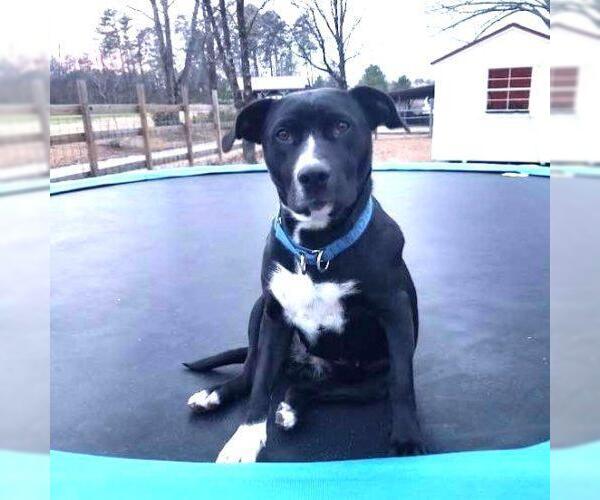 Medium Photo #8 Retriever -Unknown Mix Puppy For Sale in Spring Lake, NC, USA