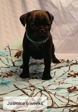 Medium Photo #3 Pug Puppy For Sale in PARSONS, KS, USA