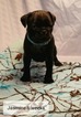 Small Photo #3 Pug Puppy For Sale in PARSONS, KS, USA