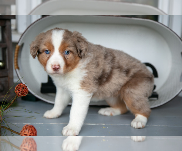 Medium Photo #3 Australian Shepherd Puppy For Sale in HOLMESVILLE, OH, USA