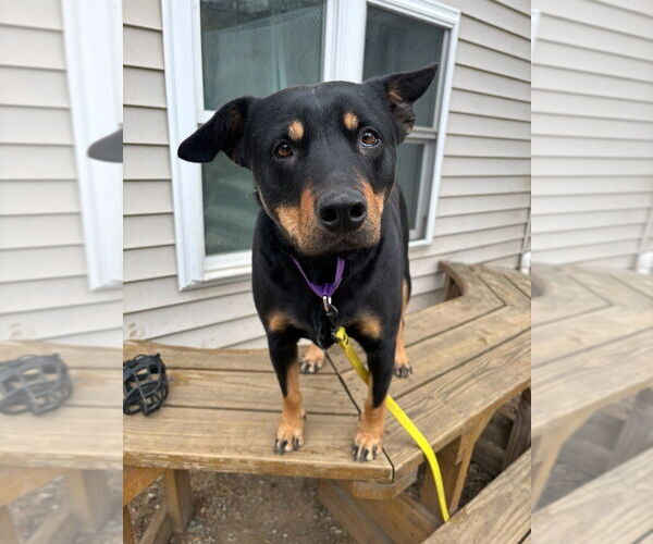 Medium Photo #2 Australian Kelpie-Rottweiler Mix Puppy For Sale in Brewster, NY, USA