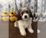Litter of 4 - Male(s) and Female(s) Cockapoo (Miniature)Litter of Puppies for Sale - Photo #10
