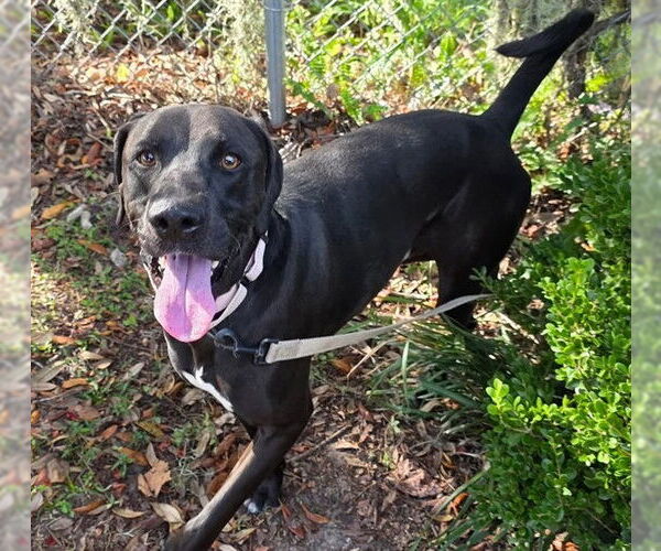 Medium Photo #2 Labrador Retriever Puppy For Sale in Ocala, FL, USA