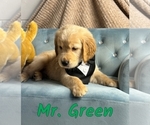 Puppy Mr Green Golden Retriever