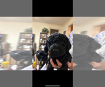 Puppy Black female 2 Goldendoodle