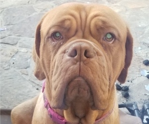 Mother of the Dogue de Bordeaux puppies born on 06/01/2019