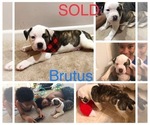 Small Photo #12 American Bulldog Puppy For Sale in SAINT CHARLES, MD, USA