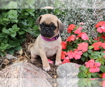 Small Photo #2 Jug Puppy For Sale in SHILOH, OH, USA
