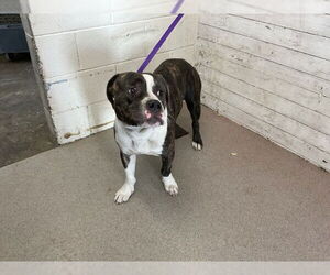 Medium American Pit Bull Terrier