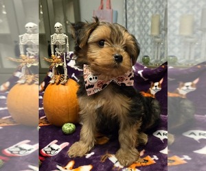 Yorkshire Terrier Puppy for sale in GRAND RAPIDS, MI, USA