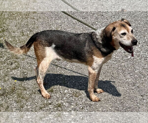 Medium Photo #2 Beagle Puppy For Sale in Pittsburgh, PA, USA