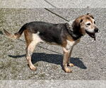 Small #1 Beagle
