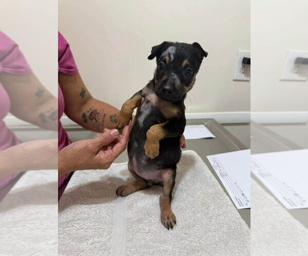 Medium Photo #11 German Shepherd Dog-Unknown Mix Puppy For Sale in Oak Bluffs, MA, USA