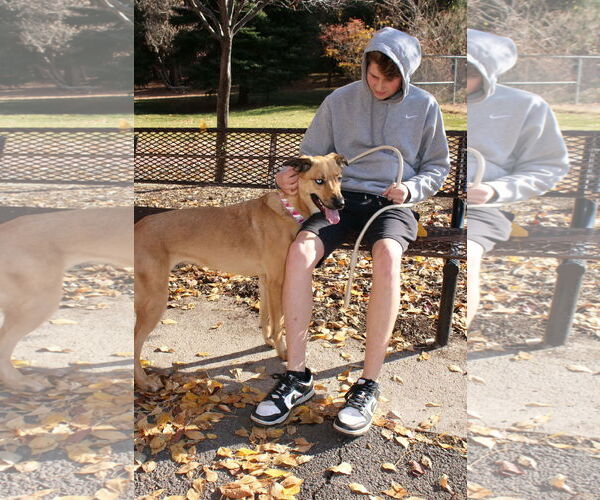 Medium Photo #6 Mutt Puppy For Sale in Sandy, UT, USA