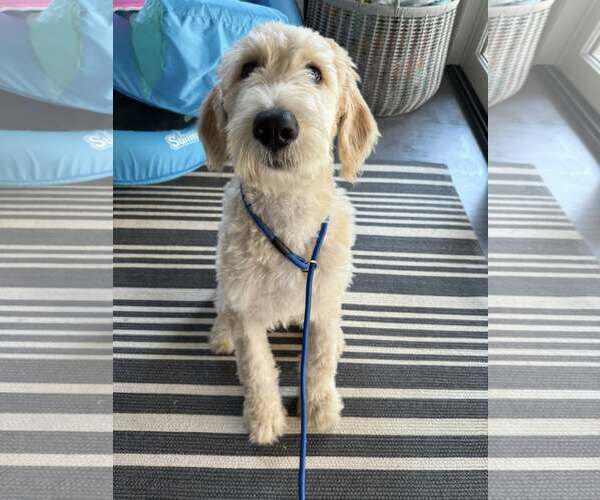 Medium Photo #3 Mutt Puppy For Sale in Greenville, SC, USA