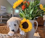 Small #5 Goldendoodle