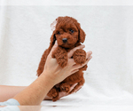 Small #2 Cavapoo (Miniature)-Poodle (Toy) Mix
