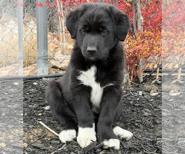 Medium Photo #1 Border Collie-Unknown Mix Puppy For Sale in Incline Village, NV, USA
