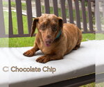 Small #7 Dachshund