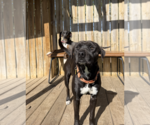 Small #2 Labrador Retriever Mix