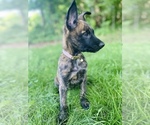 Small Photo #1 Belgian Malinois-Dutch Shepherd Dog Mix Puppy For Sale in MONCLOVA, OH, USA