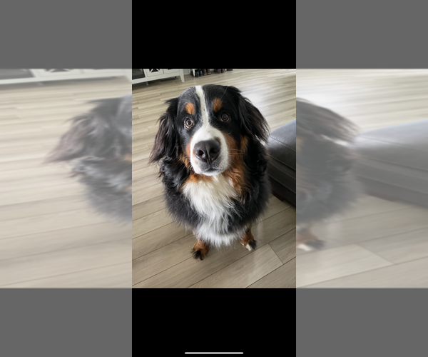 Medium Photo #1 Bernedoodle Puppy For Sale in BELMONT, NC, USA