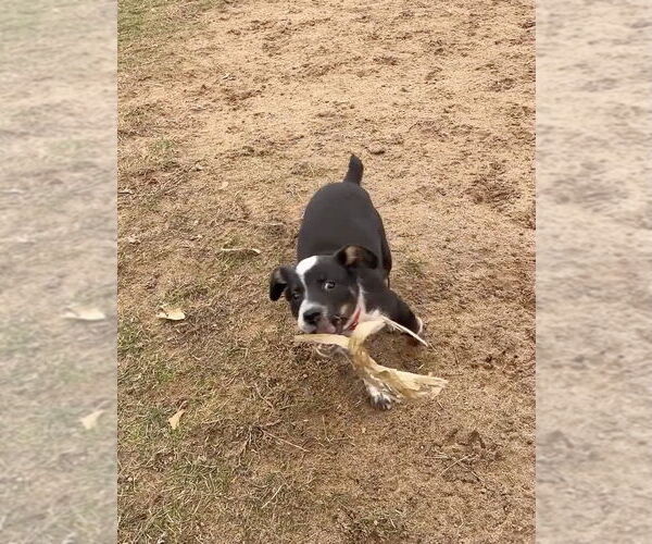 Medium Photo #3 Mutt Puppy For Sale in Garden City, NY, USA