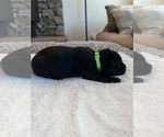 Small Photo #11 Labrador Retriever Puppy For Sale in REDDING, CA, USA