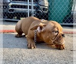 Small #2 American Bully