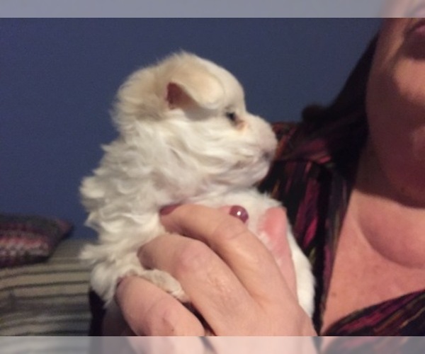 Medium Photo #66 Maltese Puppy For Sale in BRKN ARW, OK, USA
