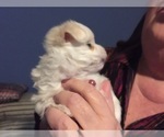 Small Photo #66 Maltese Puppy For Sale in BRKN ARW, OK, USA
