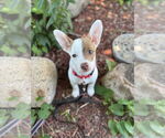 Small #8 Chihuahua-Welsh Corgi Mix