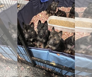 German Shepherd Dog Puppy for sale in GREENVILLE, PA, USA