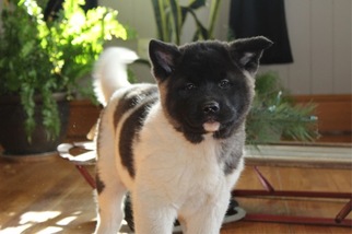 Akita Puppy for sale in LEBANON, PA, USA