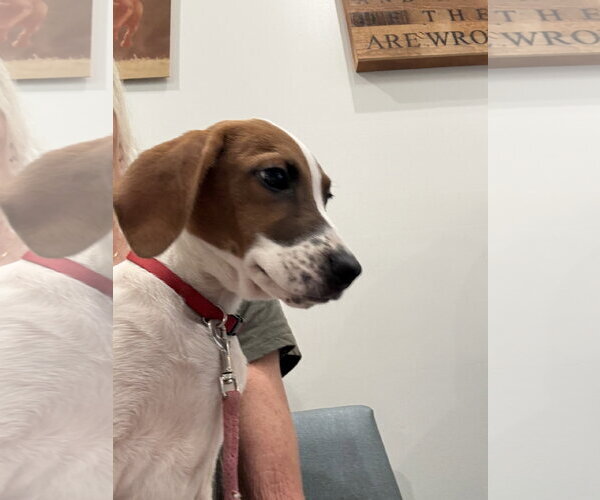 Medium Photo #2 Beagle-Unknown Mix Puppy For Sale in Blairsville, GA, USA