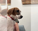 Small #1 Beagle Mix