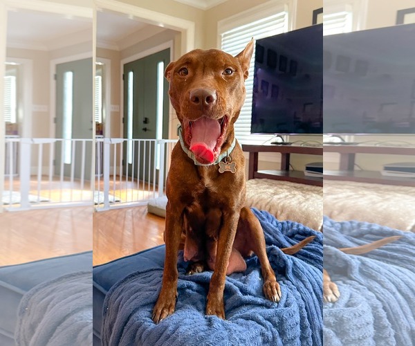 Medium Photo #9 Mutt Puppy For Sale in Holly Springs, NC, USA