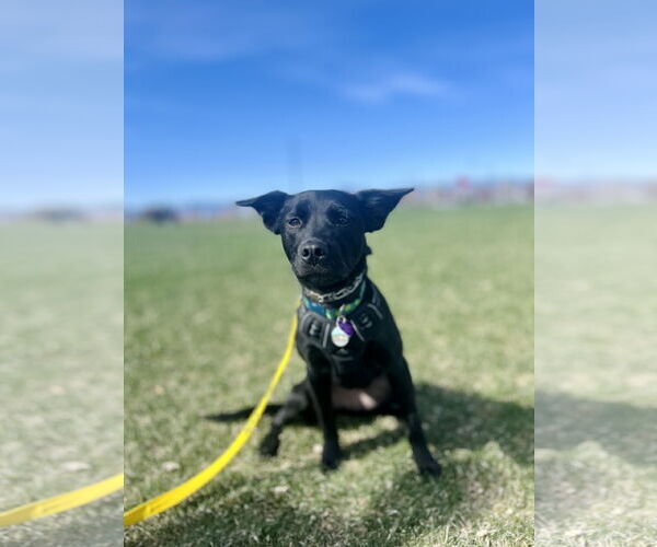 Medium Photo #8 Mutt Puppy For Sale in Aurora, CO, USA