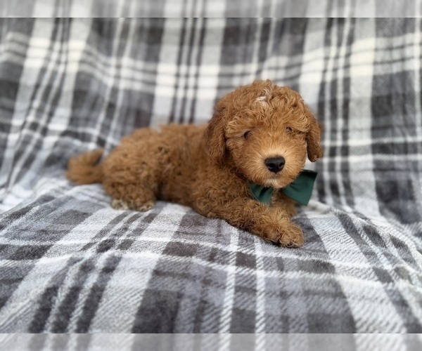 Medium Photo #3 Aussiedoodle Miniature  Puppy For Sale in LAKELAND, FL, USA