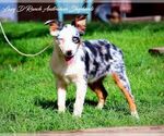 Small Photo #3 Australian Shepherd Puppy For Sale in TULAROSA, NM, USA