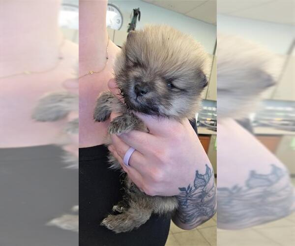 Medium Photo #1 Pomeranian-Unknown Mix Puppy For Sale in San Antonio, TX, USA
